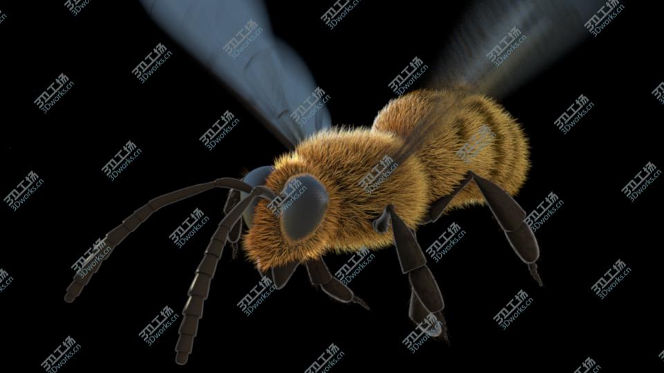images/goods_img/20210313/Animated Bee for Cinema 4D/4.jpg
